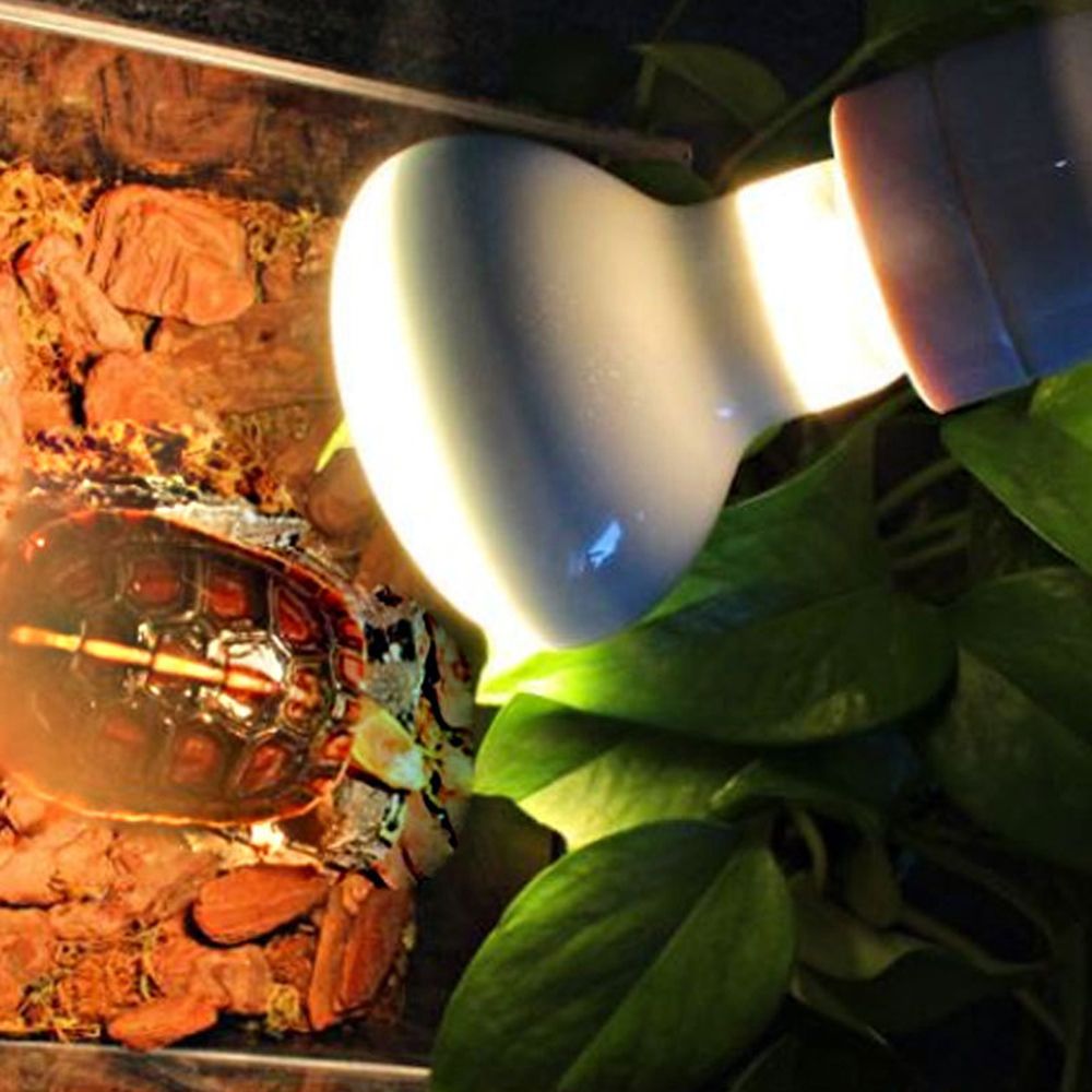 Regulator temperatury dla żółw – Basking Bulb Halogen recenzja i cena