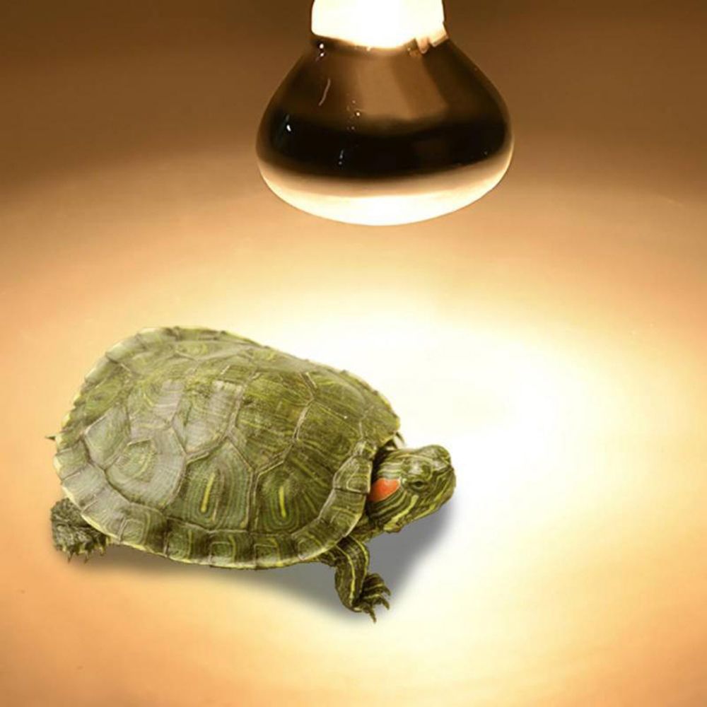 Lampa grzewcza dla płazów, grz – Basking Bulb Halogen recenzja i cena